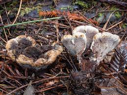 Attēlu rezultāti vaicājumam “Hydnellum sp.”