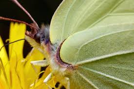 Attēlu rezultāti vaicājumam “Gonepteryx rhamni female”