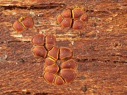 Attēlu rezultāti vaicājumam “Physarum bitectum sessile”