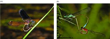 Attēlu rezultāti vaicājumam “Calopterygidae”