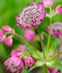 Attēlu rezultāti vaicājumam “Astrantia major flower”