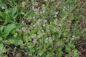 Attēlu rezultāti vaicājumam “Geranium molle flower”