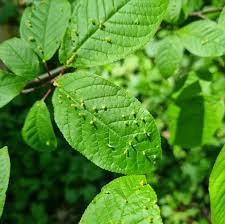 Attēlu rezultāti vaicājumam “Eriophyes padi”