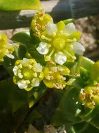 Attēlu rezultāti vaicājumam “Honckenya peploides flower”