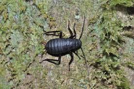 Attēlu rezultāti vaicājumam “Blattoptera”