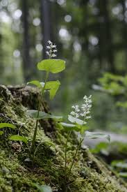 Attēlu rezultāti vaicājumam “Maianthemum bifolium”