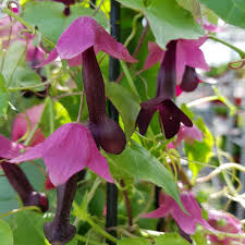 Image result for Rhodochiton atrosanguineum