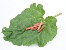 Attēlu rezultāti vaicājumam “Rheum rhabarbarum fruit”