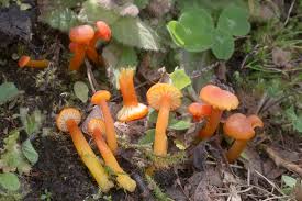 Attēlu rezultāti vaicājumam “Hygrocybe cantharellus”