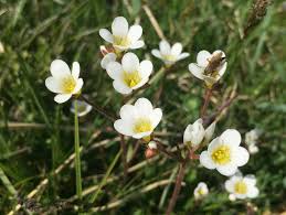 Attēlu rezultāti vaicājumam “Saxifraga granulata flower”