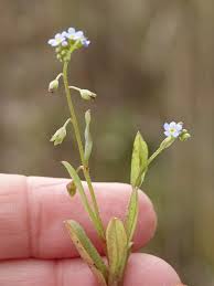 Attēlu rezultāti vaicājumam “Myosotis laxa subsp. baltica”