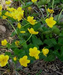 Attēlu rezultāti vaicājumam “Caltha palustris fruit”
