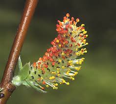 Attēlu rezultāti vaicājumam “Salix x doniana”
