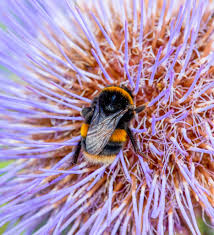 Attēlu rezultāti vaicājumam “Bombus terrestris”