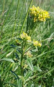Attēlu rezultāti vaicājumam “Erysimum hieracifolium”