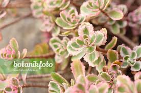 Attēlu rezultāti vaicājumam “Phedimus spurius leaf”