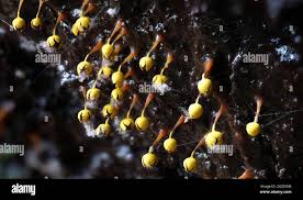 Attēlu rezultāti vaicājumam “Physarum viride spores”