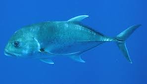 Image result for Caranx ignobilis