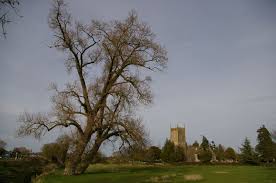 Attēlu rezultāti vaicājumam “Populus x petrowskyana leaf”