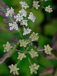 Attēlu rezultāti vaicājumam “Torilis japonica”