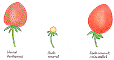 iaafrrp.gif