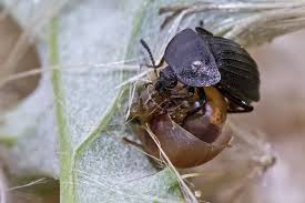 Attēlu rezultāti vaicājumam “Phosphuga atrata”