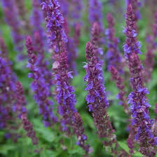 Image result for Salbei