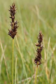 Attēlu rezultāti vaicājumam “Carex diandra”