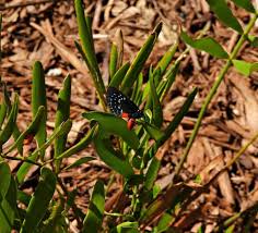 Attēlu rezultāti vaicājumam “Theclinae”