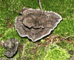 Attēlu rezultāti vaicājumam “Thelephora terrestris”