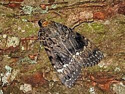 Attēlu rezultāti vaicājumam “Amphipyra pyramidea”