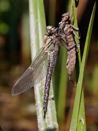 Attēlu rezultāti vaicājumam “Brachytron pratense”