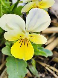 Attēlu rezultāti vaicājumam “Viola arvensis flower”