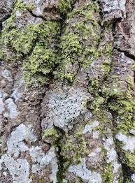 Attēlu rezultāti vaicājumam “Megalaria grossa”