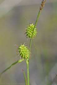 Attēlu rezultāti vaicājumam “Carex lepidocarpa”
