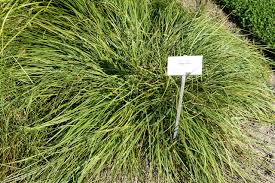 Attēlu rezultāti vaicājumam “Carex spicata”
