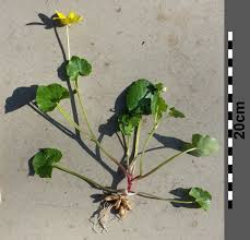 Attēlu rezultāti vaicājumam “Ficaria verna”