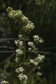 Attēlu rezultāti vaicājumam “Galium album flower”