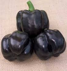 Afbeeldingsresultaat voor purple beauty sweet pepper