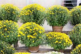 Image result for Chrysanthemum spectabile