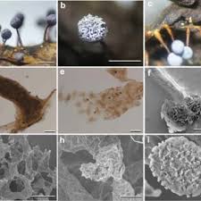 Attēlu rezultāti vaicājumam “Craterium minutum stalked”
