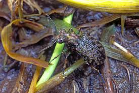 Attēlu rezultāti vaicājumam “Elaphrus cupreus”