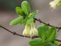 Attēlu rezultāti vaicājumam “Lonicera caerulea var. pallasii flower”