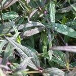 Attēlu rezultāti vaicājumam “Melampyrum pratense leaf”