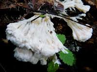 Attēlu rezultāti vaicājumam “Thelephora penicillata”