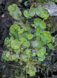 Attēlu rezultāti vaicājumam “Lophocolea minor macro”