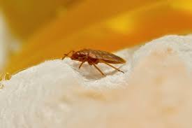 Image result for bed bugs