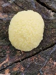 Attēlu rezultāti vaicājumam “Reticularia lycoperdon young”