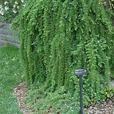 Attēlu rezultāti vaicājumam “Larix kaempferi leaf”