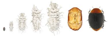 Image result for Cryptolaemus